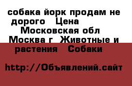 собака йорк продам не дорого › Цена ­ 10 000 - Московская обл., Москва г. Животные и растения » Собаки   